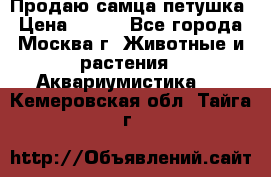 Продаю самца петушка › Цена ­ 700 - Все города, Москва г. Животные и растения » Аквариумистика   . Кемеровская обл.,Тайга г.